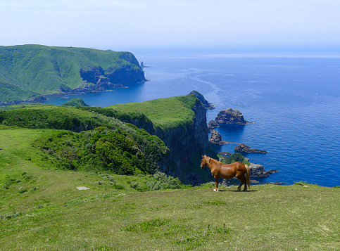 A brown horse standing by a cliff overlooking the blue sea.