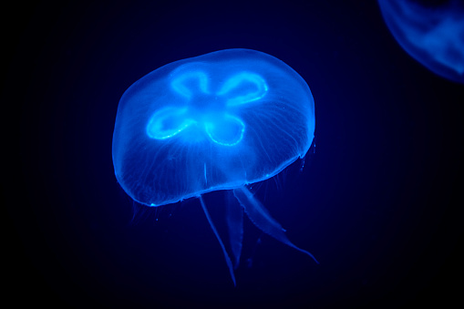 Electric Blue Jelly Fish in dark sea