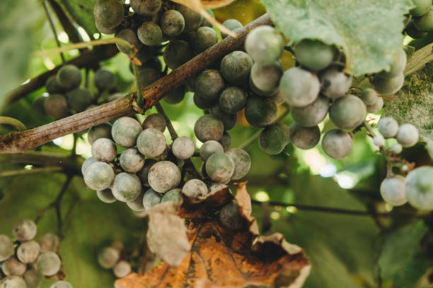 Grape bunches and leaves infected with powdery mildew Grapevine disease. Green unripe berries and leaves of grapes affected by a white coating of powdery mildew. Spoiled grape harvest mildew stock pictures, royalty-free photos & images