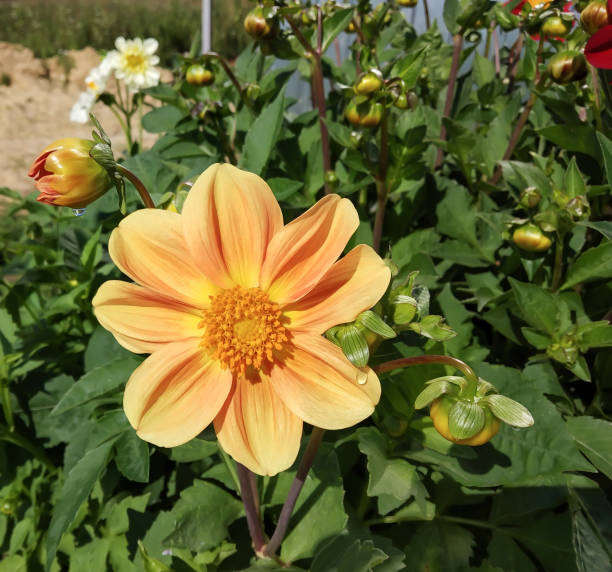 istock A decorative zinnia flower grows in the garden 1334298653