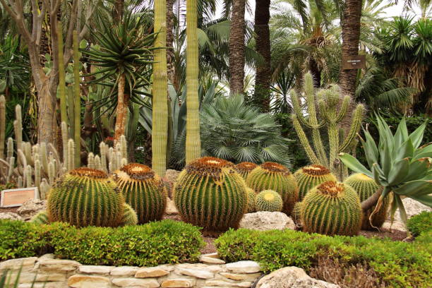 istock Garden of big cactus plaants 1334301851