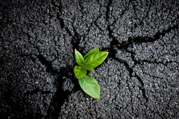 若い緑の芽は、ひび割れたターマックを通して成長します。再生の象徴。人間活動の概念による環境問題とエコロジー危機 - 生存 ストックフォトと画像