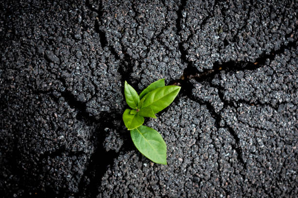 Young green sprout grows through cracked tarmac. Symbol of rebirth. Environmental issues and ecology crisis due to human activity concept. Young green sprout grows through cracked tarmac. Symbol of rebirth. Environmental issues and ecology crisis due to human activity concept. copek stock pictures, royalty-free photos & images