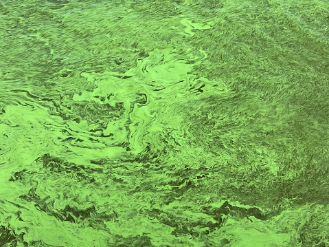 Green algae pattern background. Global environmental pollution. Dirty green waters in a lake, river, bay, pond, pool. Algae bloom, poor ecology, waste water