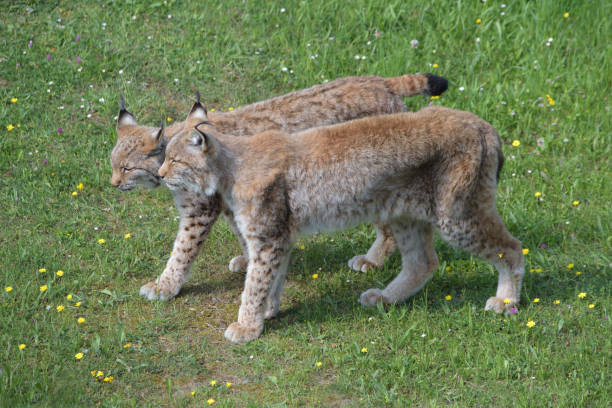 istock Eurasian lynxes couple walking together. 1334303320