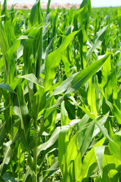 istock agriculture corn plants field green plantation 1334303414