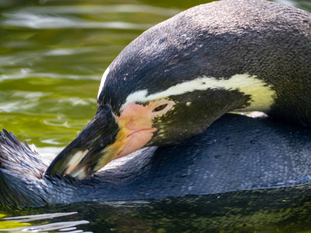 istock Close up portrait of a penguin. 1334303478