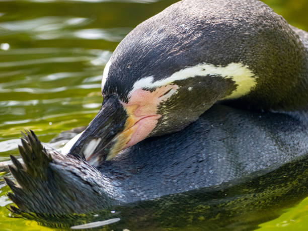 istock Close up portrait of a penguin. 1334303494