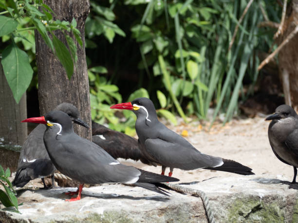 istock Inca Tern, Larosterna inca, by the water. 1334303500