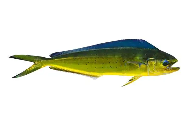 Photo of Aka Dorado dolphin fish mahi-mahi on white