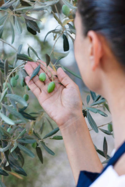 istock Woman Among Olive Trees 1334304259
