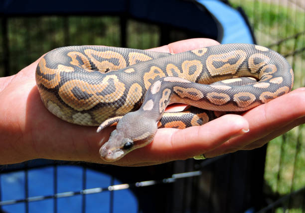 Curled Baby Python 930+ Burmese Python Stock Photos, Pictures & Royalty-Free Images - iStock
