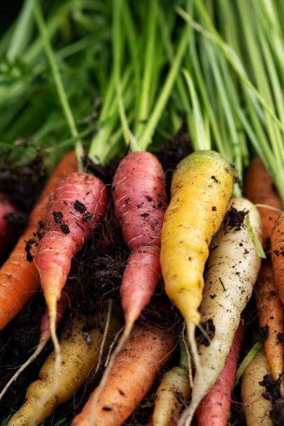 istock freshly picked Rainbow carrots from kitchen garden 1334304779