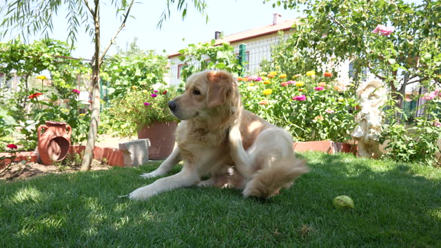 Golden Retriever dog itching on the grass in front or back yard.