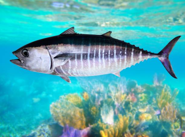 istock Bluefin tuna fish Thunnus thynnus underwater swimming 1334305423