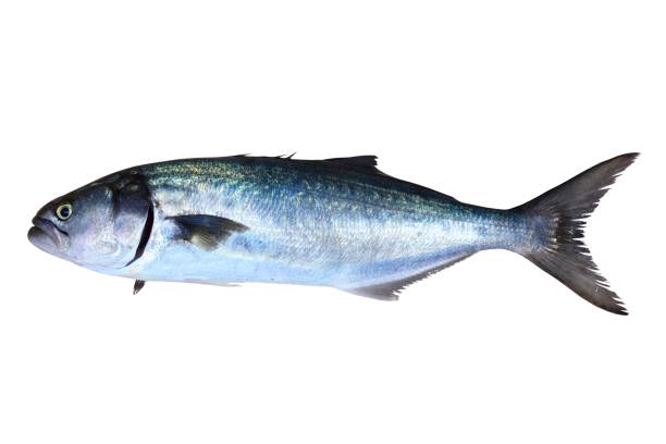 blaufischfisch pomatomus saltatrix isoliert - fish seafood catch of fish raw stock-fotos und bilder