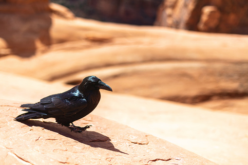 Common Raven in Bryce Canyon National Park in Utah