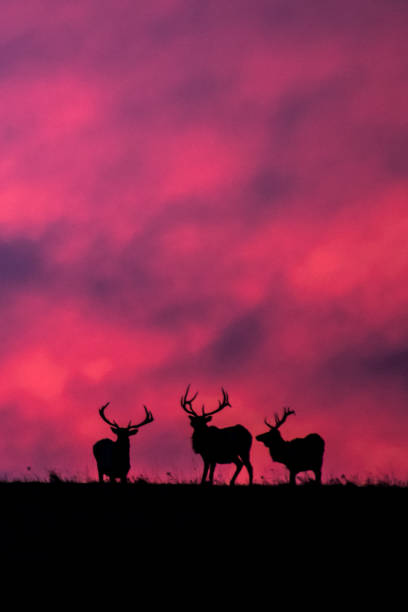 istock Elk silhouettes at sunrise 1334306682