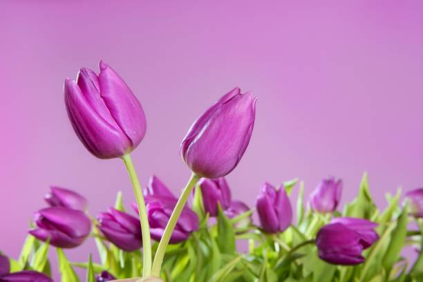 istock tulips pink flowers pink studio shot 1334306830