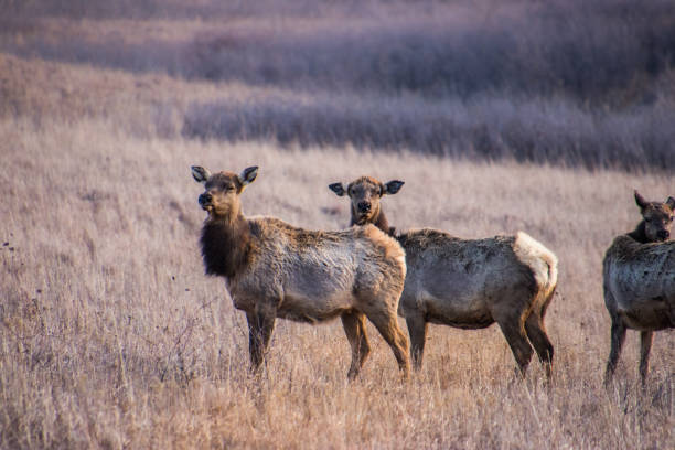 istock Group of elk in tall grass 1334306831