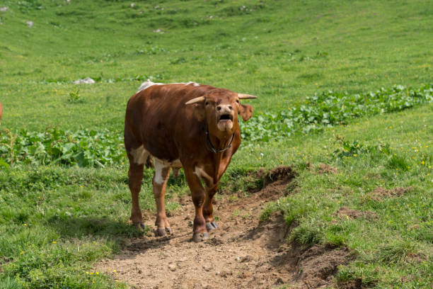One young bull on green grass on green pasture in mountain grassland, Velika planina, Slovenia