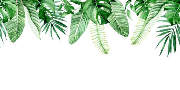watercolor seamless border, frame with green tropical leaves. palm leaves, monstera, banana leaves isolated on white background. pattern, print, web banner watercolor seamless border, frame with green tropical leaves. palm leaves, monstera, banana leaves isolated on white background. pattern, print, web banner banana borders stock illustrations