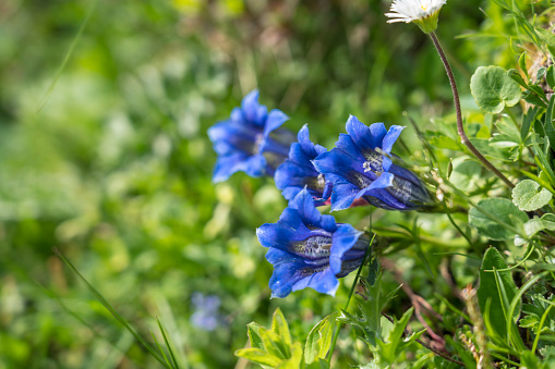 Gentiana clusii, commonly known as flower of the sweet-lady or Clusius' gentian, seen on Mt. Sonntagshorn near Ruhpolding, Bavaria