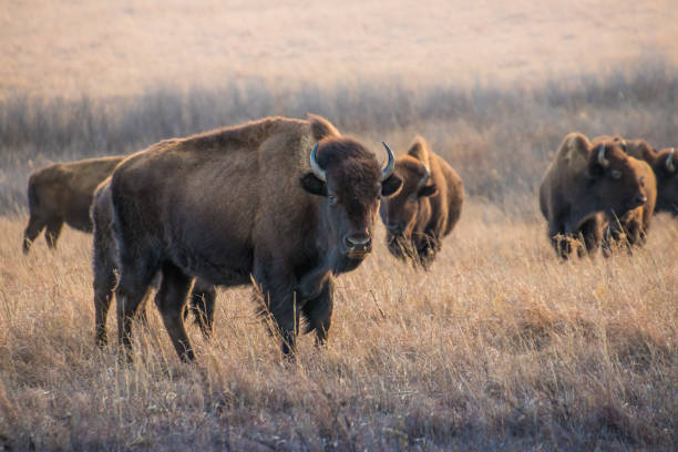 istock Group of bison or buffalo at sunset 1334306964