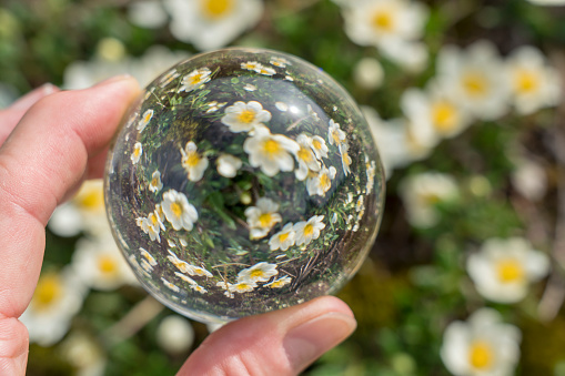 Flowers in Christal ball against meadow