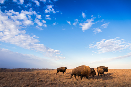A wide shot of bison or buffalo at sunset