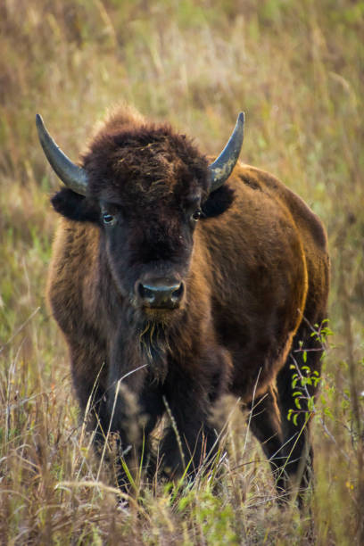 istock Bison or buffalo in tall grass 1334308235