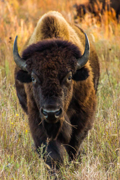 istock Bison or buffalo in tall grass 1334308271