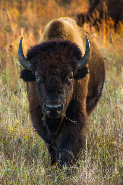 bisão ou búfalo em grama alta - bisonte europeu - fotografias e filmes do acervo