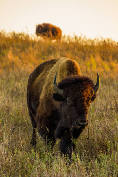 istock Bison or buffalo in tall grass 1334308330