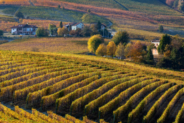 istock Autumnal vineyards in a row in Italy. 1334309407