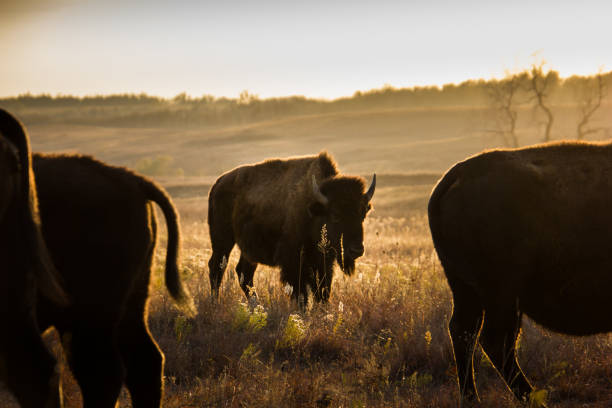 istock Herd of bison or buffalo at sunset 1334309732