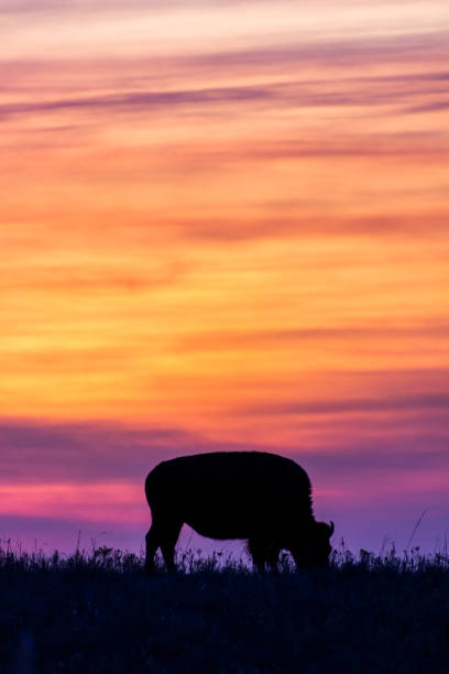 istock Bison or buffalo silhouette with dramatic sunset sky 1334309887
