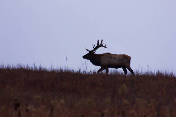istock Close up of elk in a field 1334310085
