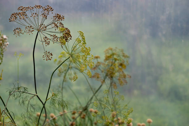 Dancing dill flowers. Selective focus on dills in blurred greenhouse background