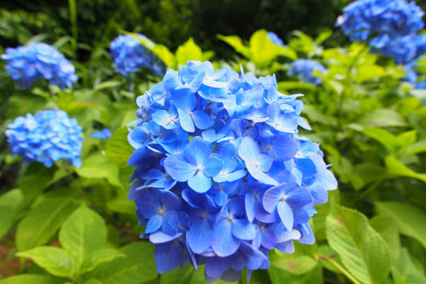 istock Blue and Purple Hydrangea in green background 1334311275