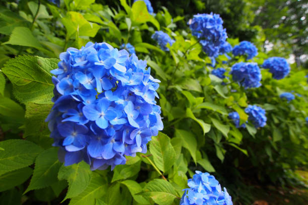 istock Blue and Purple Hydrangea in green background 1334311299