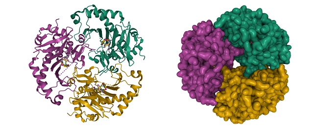 Deacetoxycephalosporin-C synthase (DAOCS) is a mononuclear ferrous enzyme that transforms penicillins into cephalosporins. 3D cartoon and Gaussian surface models, chain instance color scheme, based on PDB 1uof, white background.