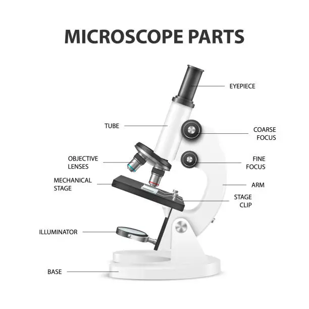 Compoumd Microscope Labels Free compound microscope labeled Vector Images & Graphics | FreeImages
