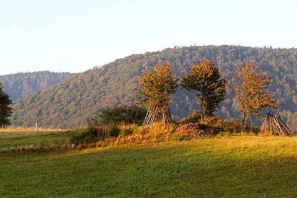 istock Three Trees at sunset in Beskidy Mountains 133431711