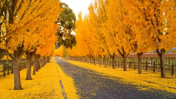 Ginkgo Trees Line The Road To A Winery in Napa Valley, California, USA