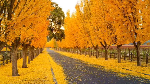 деревья гинкго в линии дороги к винодельне в долине напа - napa valley sonoma county vineyard autumn стоковые фото и изображения