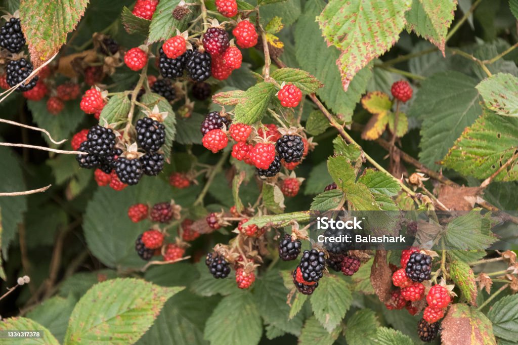 Wild Blackberries Hang on the Vine Bunches of wild Blackberries hang on the vines along a rual road in Grayson County Virginia Virginia - US State Stock Photo