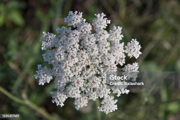 Quenn Anns Lace Along A Rural Roadside Stock Photo - Download Image Now - Color Image, Flower Head, Horizontal
