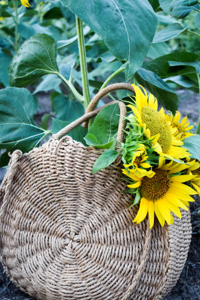 istock Sunflowers in a knitted handbag in a field 1334317532