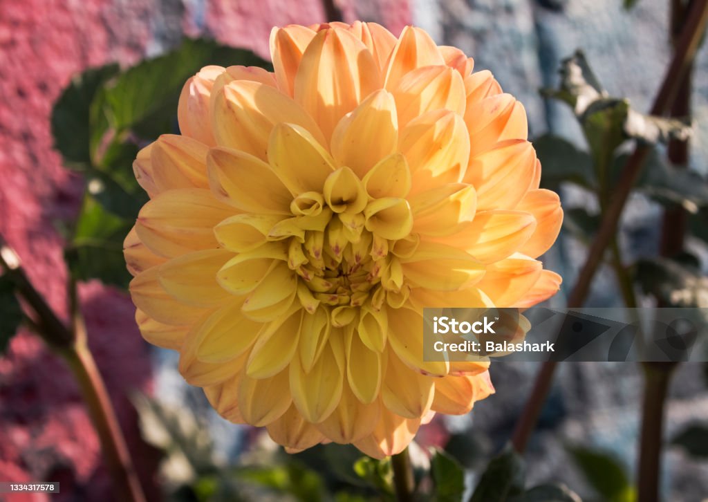 Yellow Dahlia in Full Bloom A Yellow Dahlia stands in full bloom in a garden in Grayson County Virginia Blossom Stock Photo